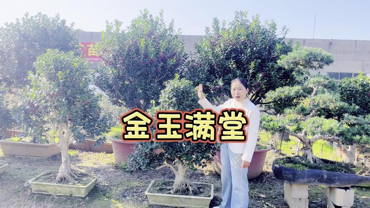 庭院里我最推荐的植物就是金玉满堂啦，满树红果子看着就喜庆，寓意特别好。它是四季常