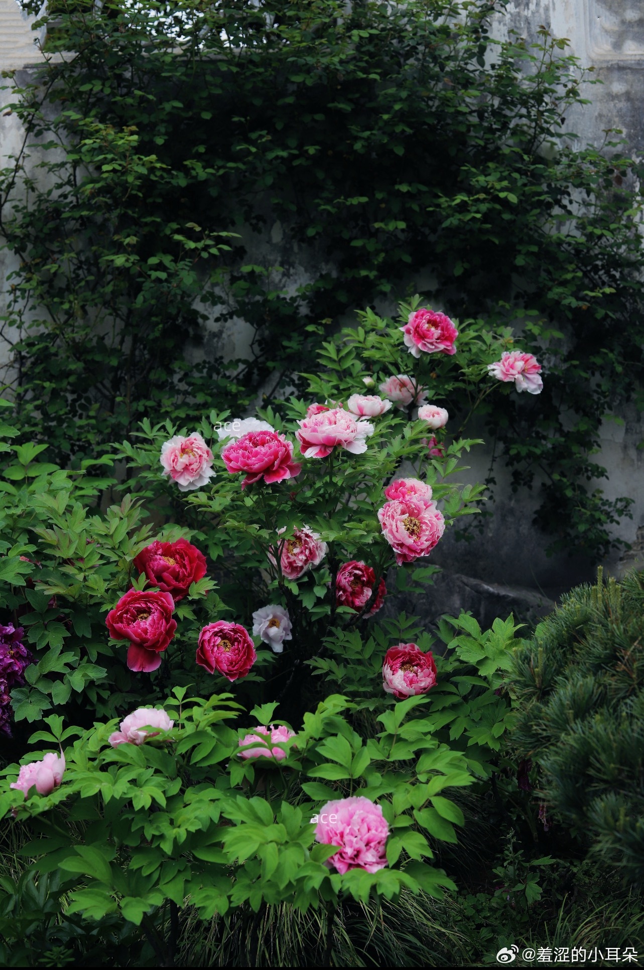 唯有牡丹真国色 