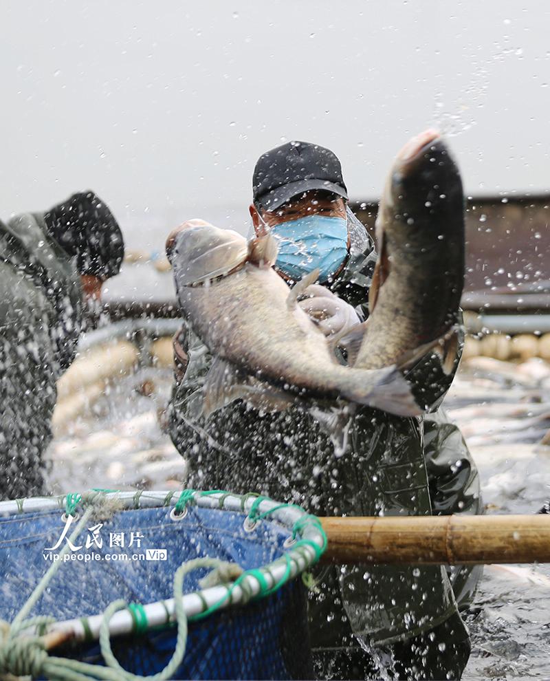 山东沂南: 鱼跃人欢冬捕忙
