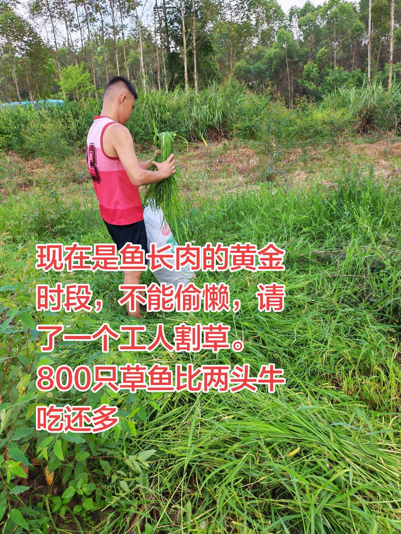 这养鱼比养牛还难，比牛吃的还多养鱼 养鱼日记 农村生活 农村