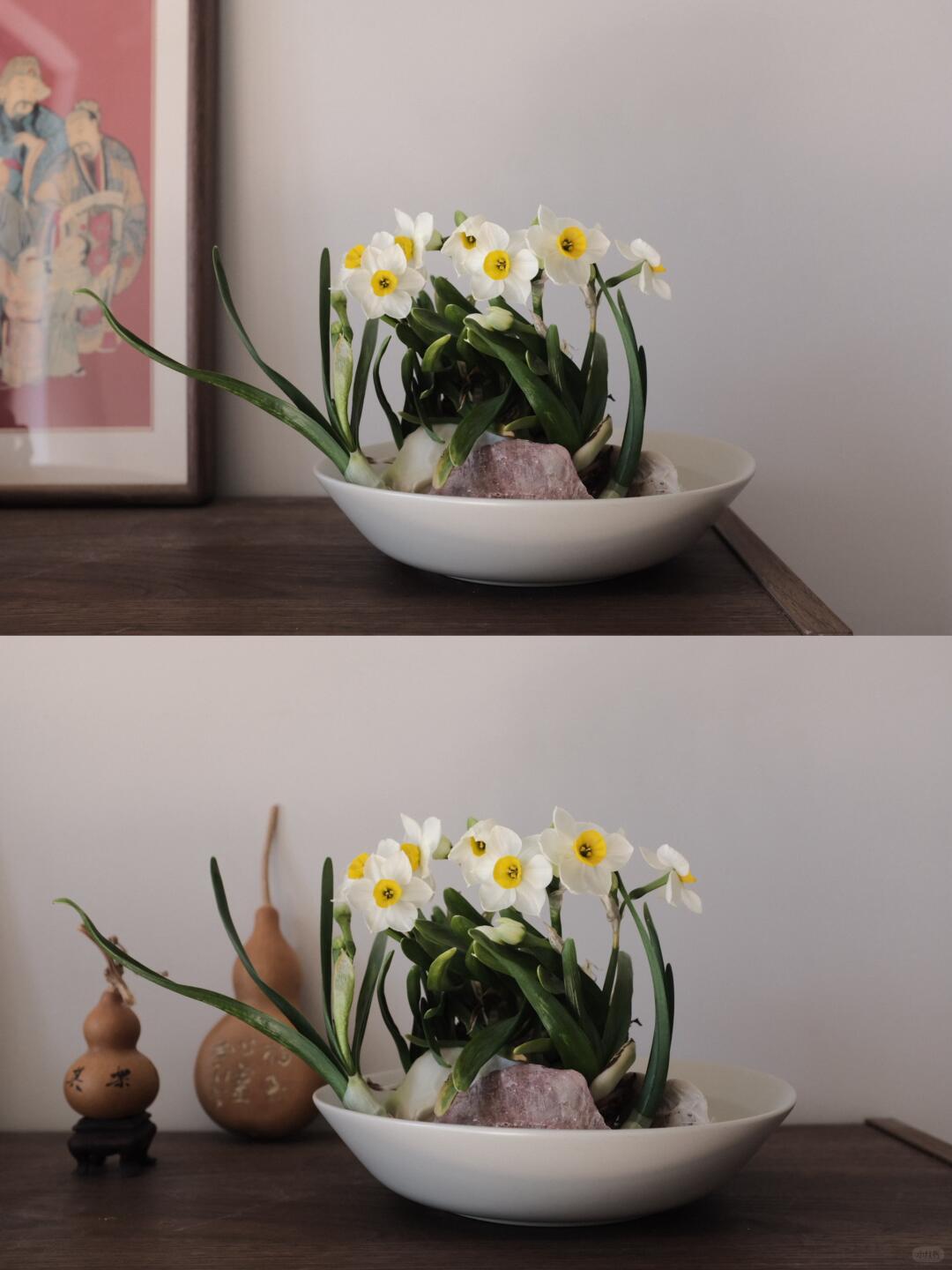 把水仙花雕刻成花孔雀中国手艺人把花养成山水画！花友们看过来！这才是养花的终极玩法