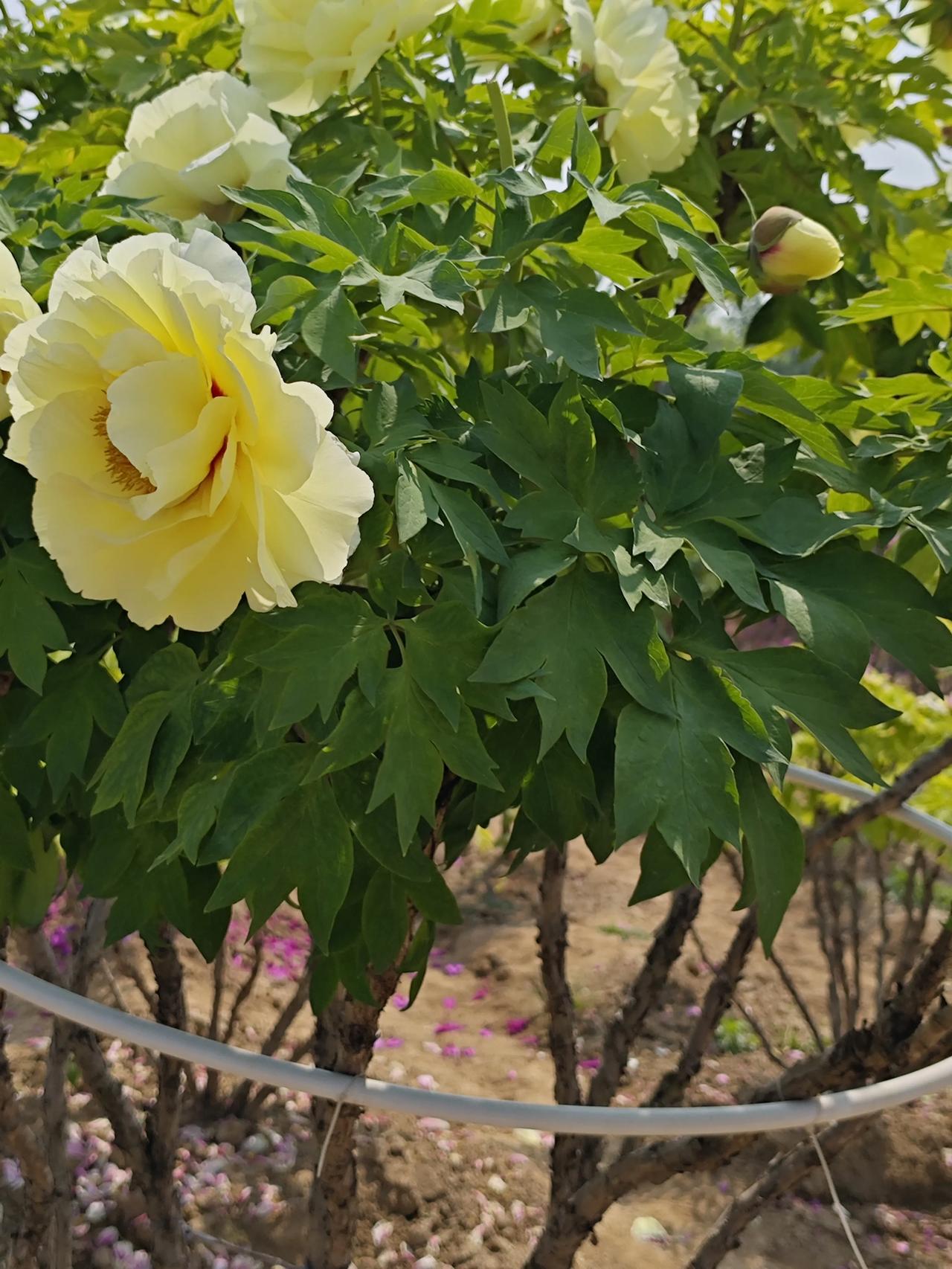 晨访曹州牡丹

晓色芳郊锦绣丛，
棚园错落麦田中。
不依亭榭无奇石，
老木天香沐