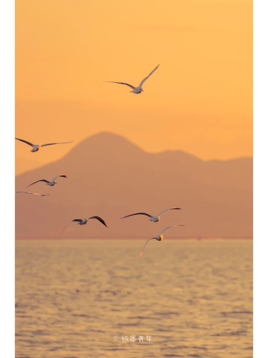 深圳湾公园|终于知道怎么才能看到成群海鸥