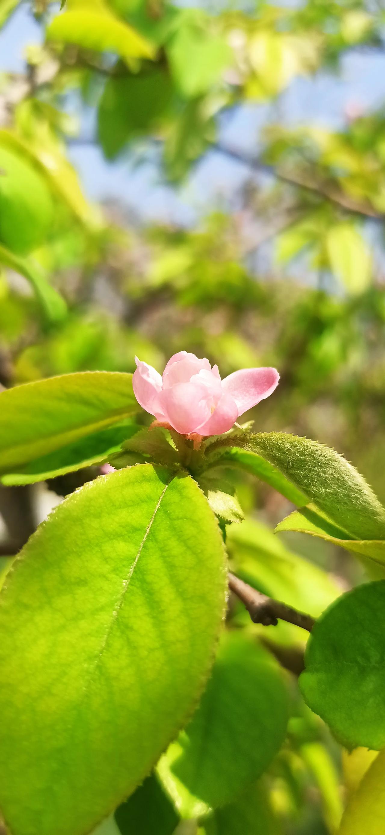 春鸟林间自在啼，紫荆树下草萋萋。
韶光九十今余几？撩乱飞花日又西。

#春日生活