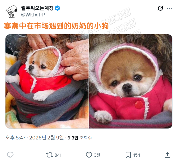 寒潮中在市场遇到的奶奶的小狗 海外新鲜事 热点现场