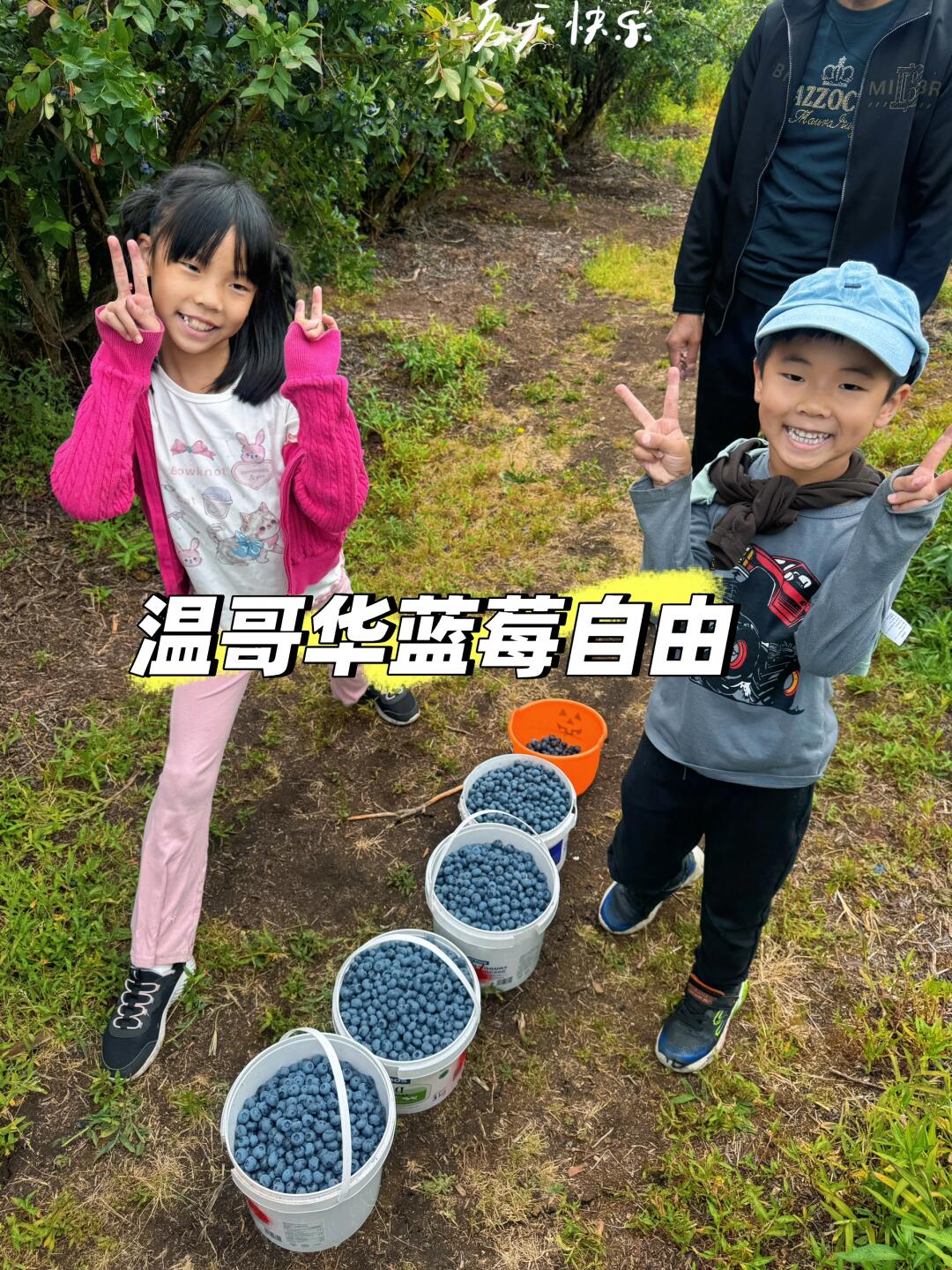 温哥华列治文 蓝莓自由 超甜