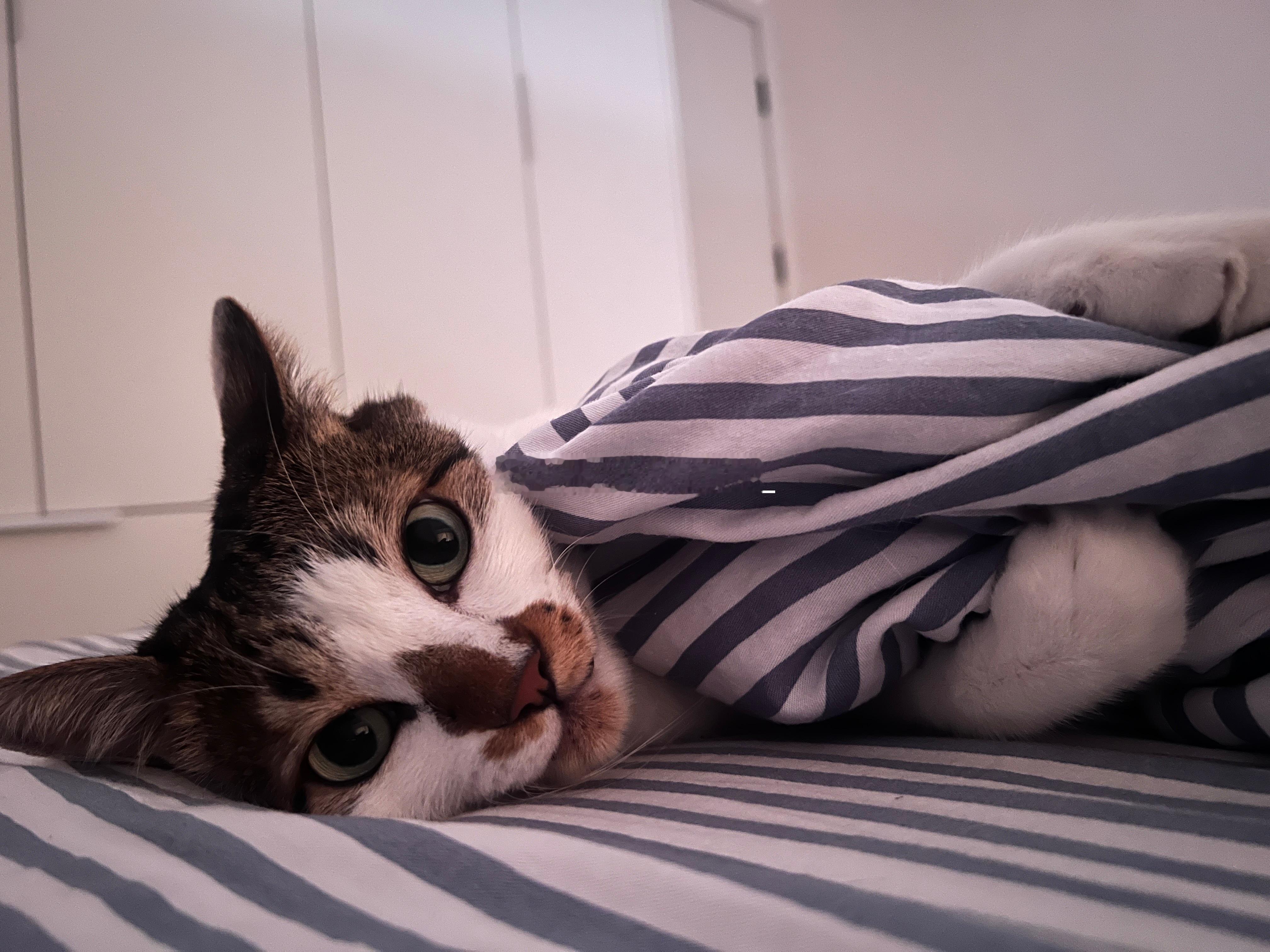 古德猫宁