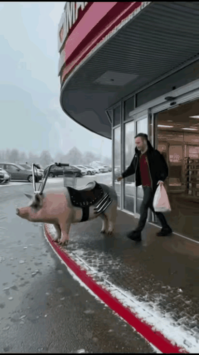 油价改变出行方式！[捂脸][捂脸][捂脸]