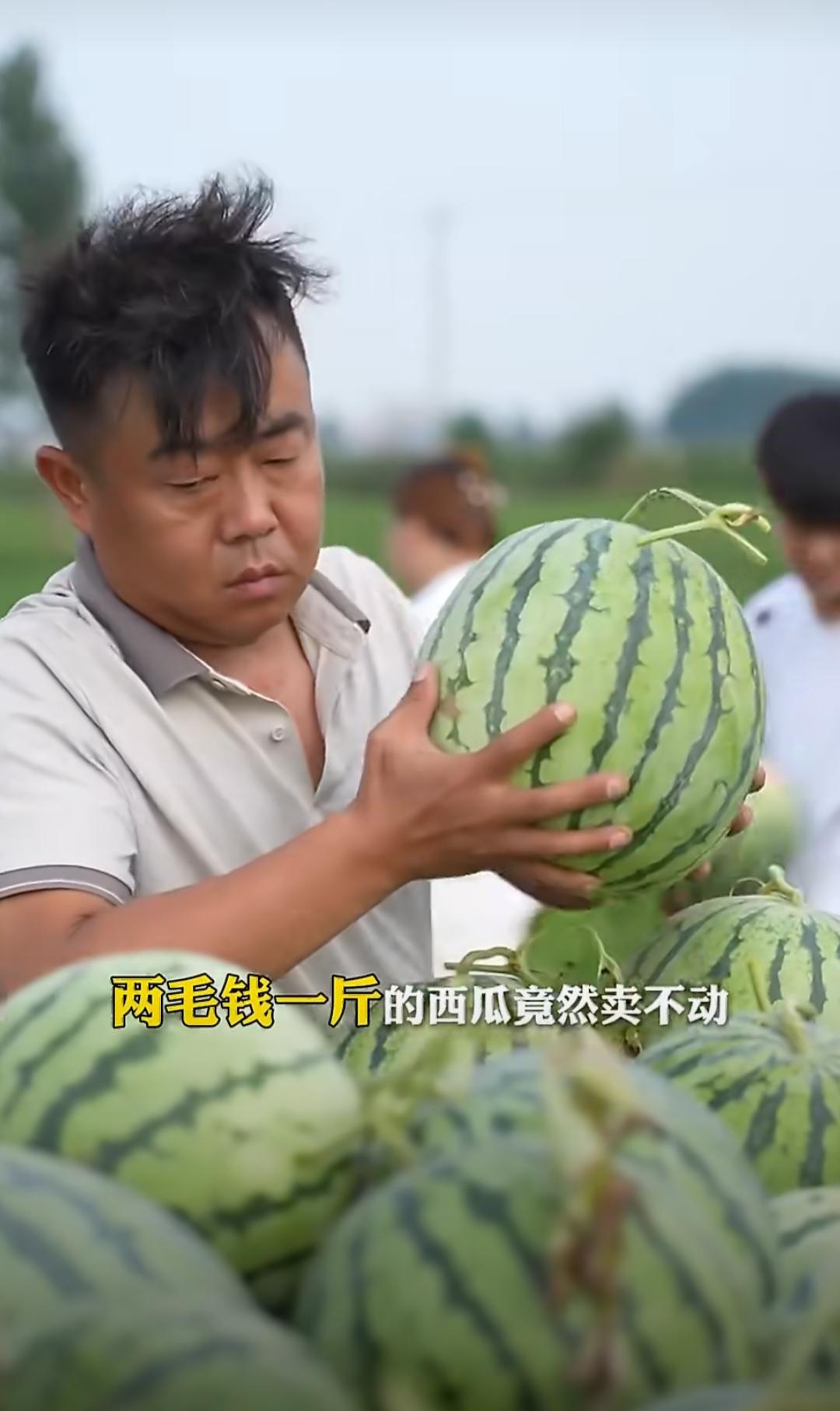 河南今年的西瓜行情，可真是把瓜农给愁坏了。地头收购价直接跌到了一两毛钱一斤，算上