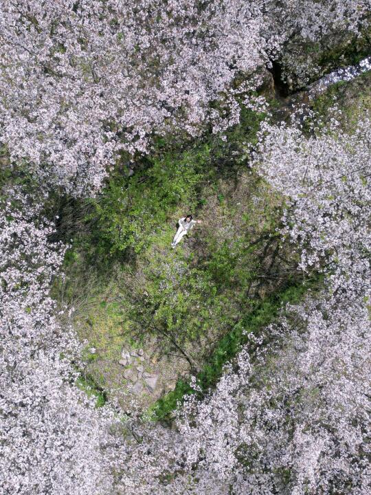宁波爬山徒步｜花多人少 樱花亲子小环线
