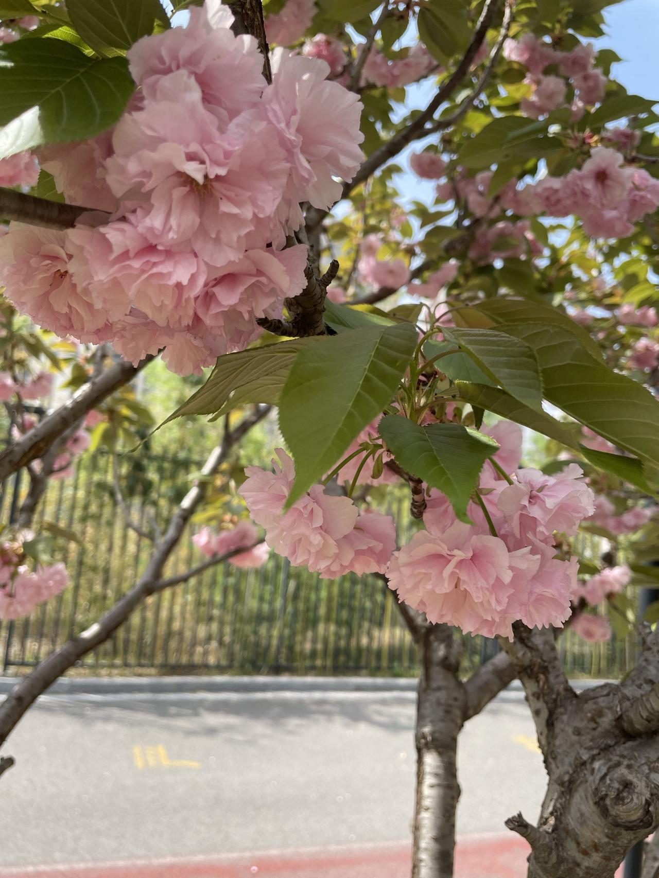 如果心情不好了就出去走走，看看花草树木，闻一闻花香，真的瞬间就能让心情明朗起来了