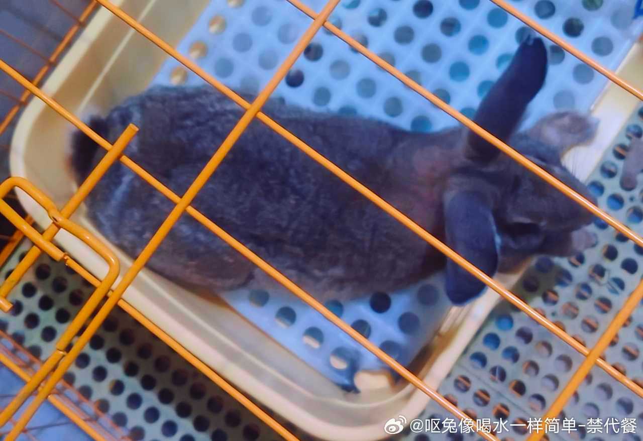 14192🐇【心灵丑】喂完草天窗没关好就踩着厕所越狱，缉拿归案时大爪子乱刨给我