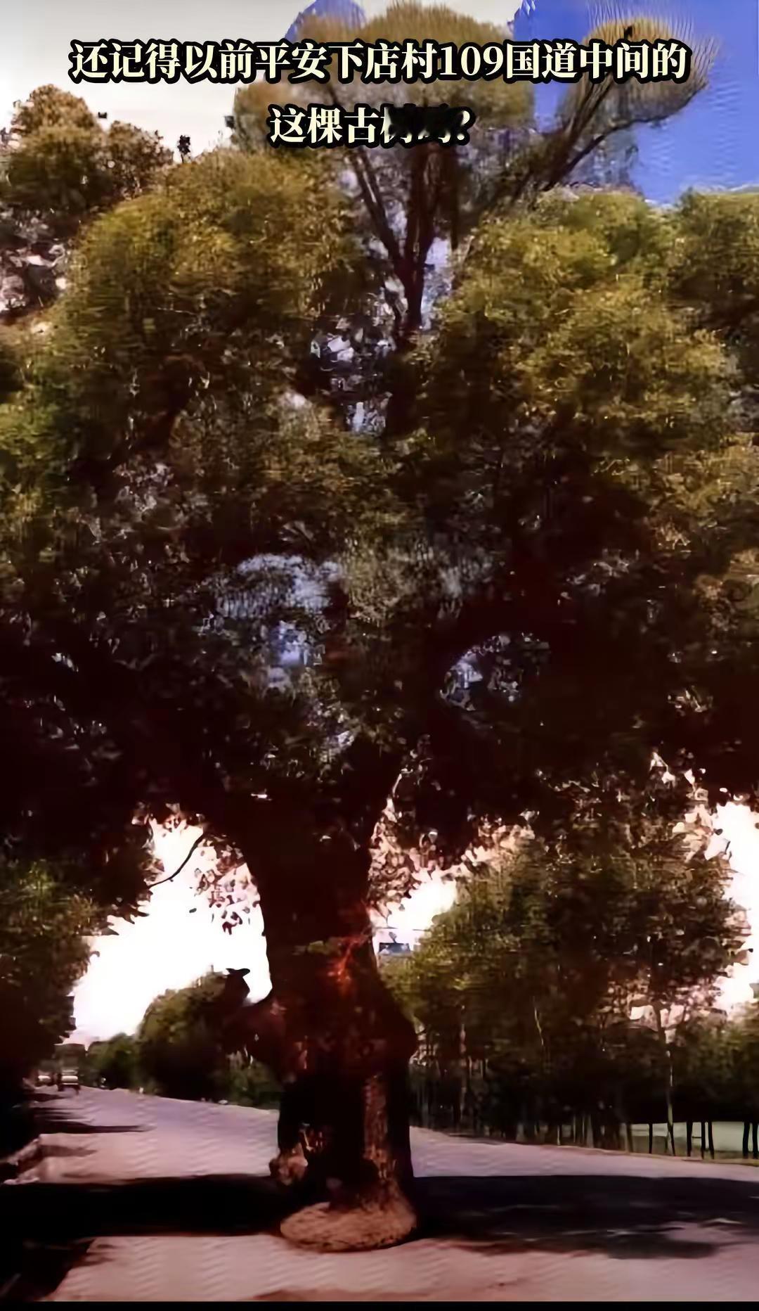 见过这棵树人的大概都不年轻了吧
