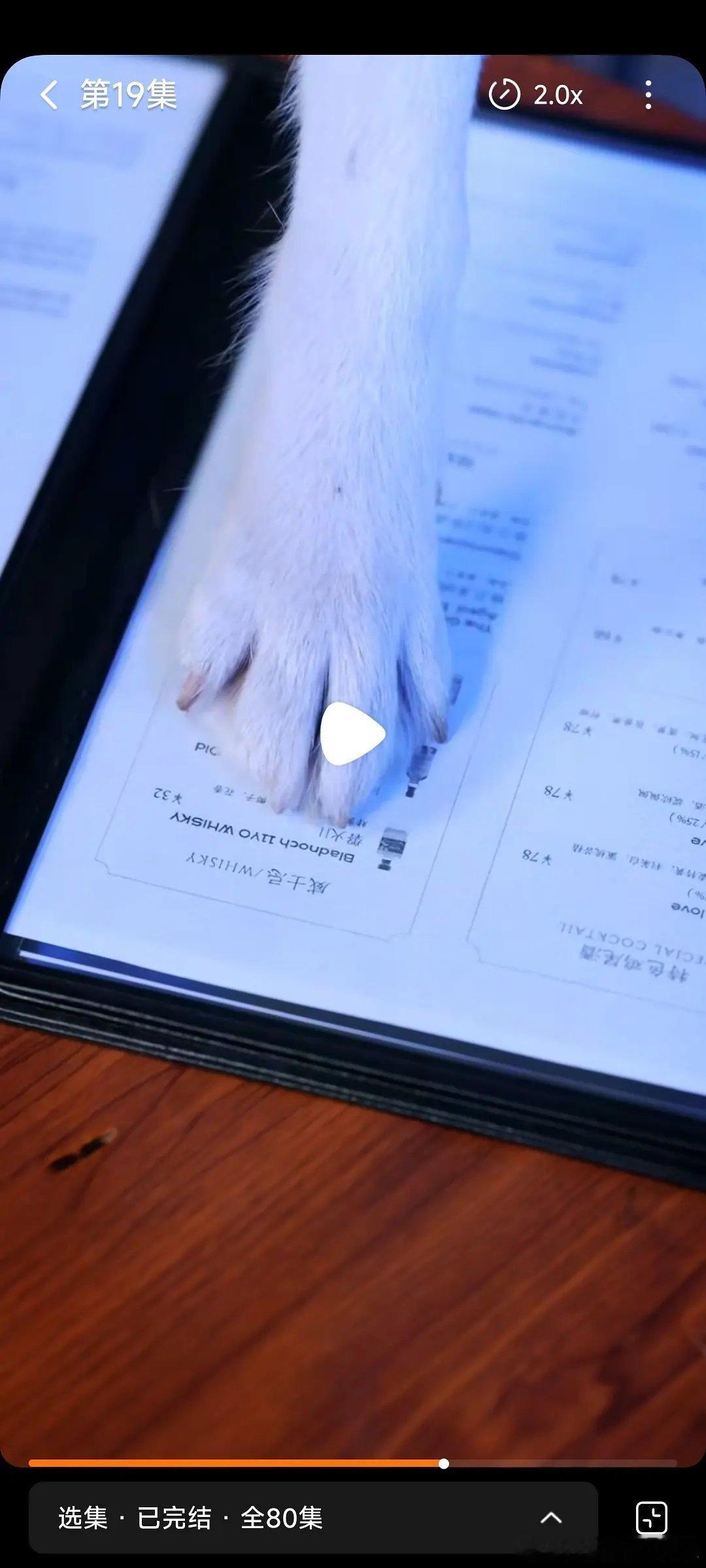 我服了短国开始搞大狗主题材了！对！你没看错！主角是一个人类重生变成了一只二哈！然