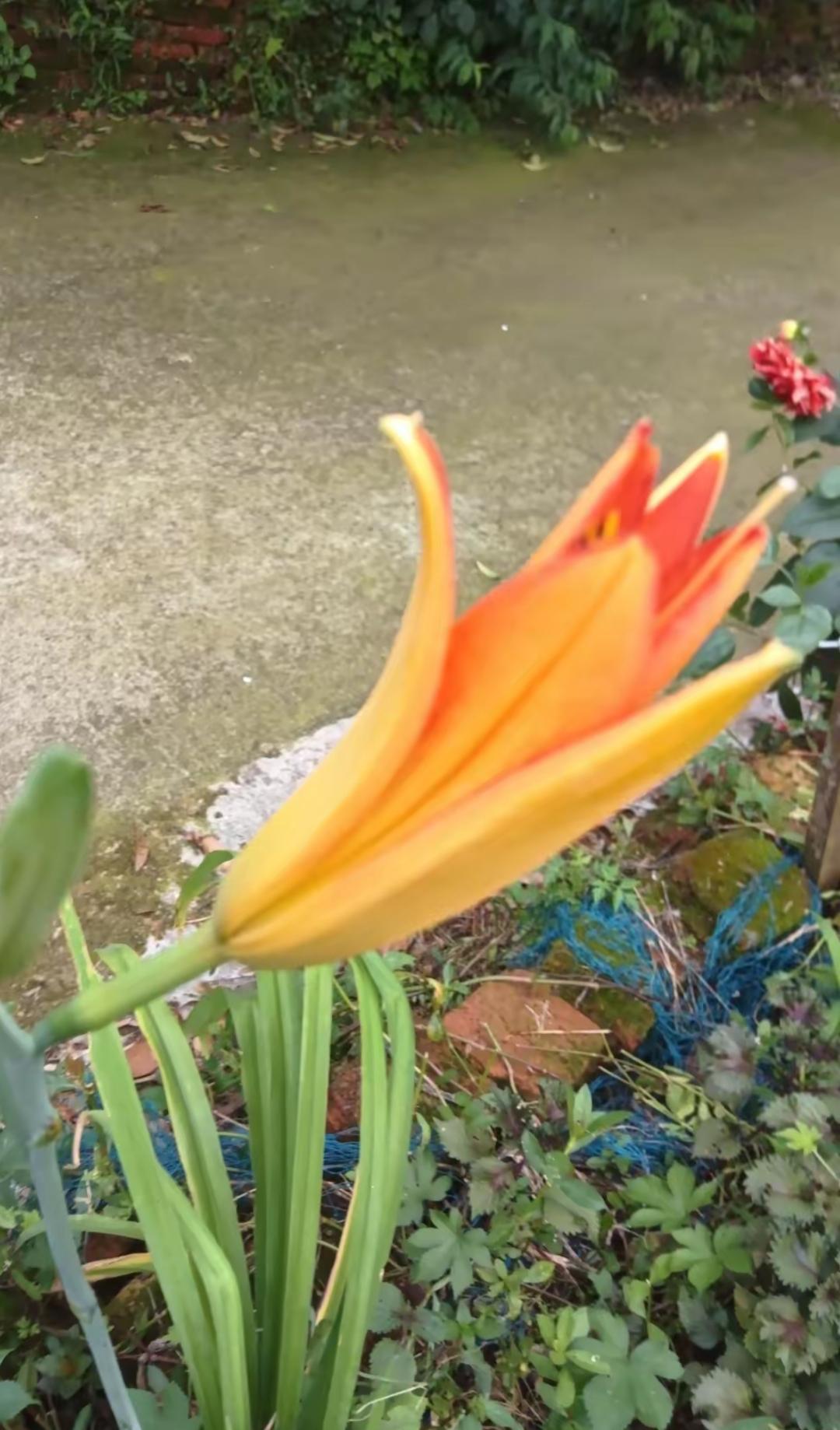 一朵漂亮的橙色百合花。大家看看这是什么花🌸，是喇叭花吗？有认识的吗？[玫瑰][