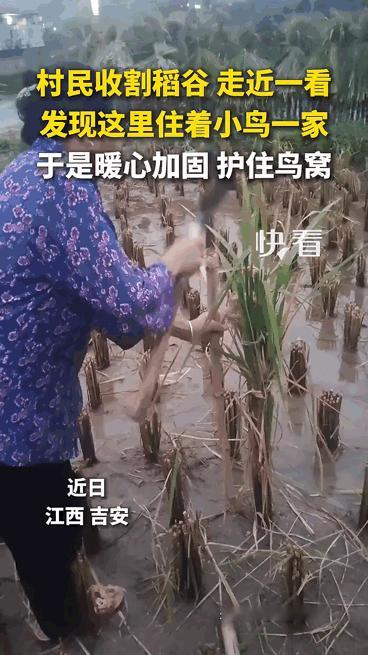 这事登上新华社了！村民收割稻谷时发现稻田里安着小鸟一家，村民的举动让不少网友心头