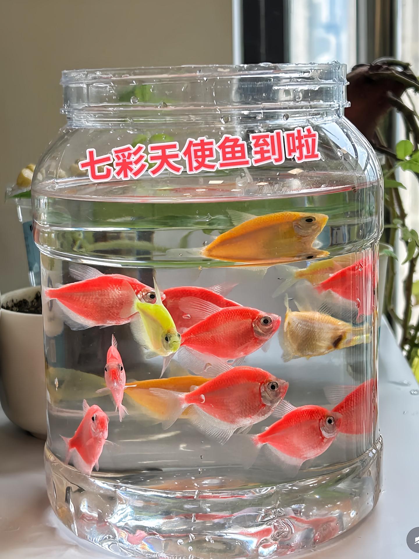 1. 灵动之美，优雅之选：家中的一方水族箱，成为宇宙的小小切片，而天使...