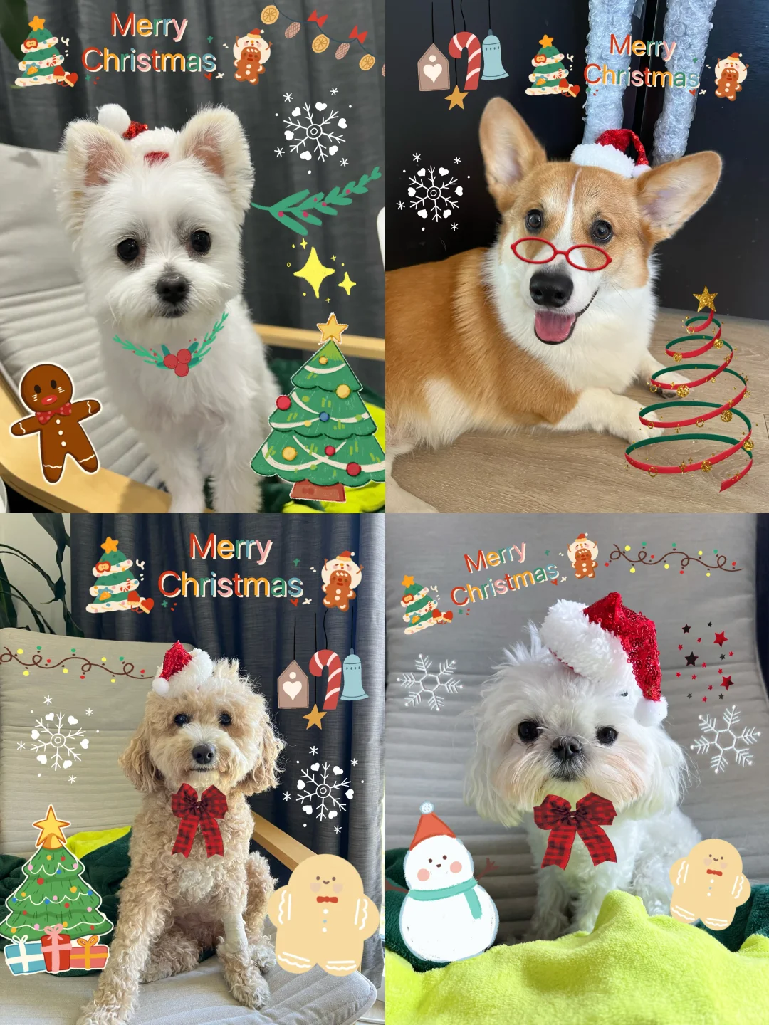 祝大家圣诞快乐🎄🎅