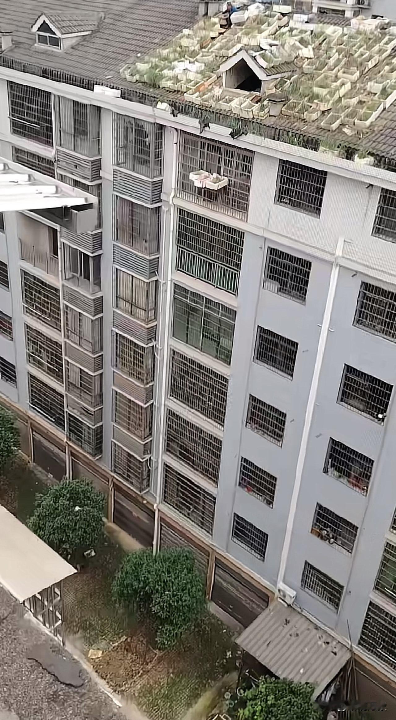 大爷是个爱种菜的城里人[赞][赞][赞]