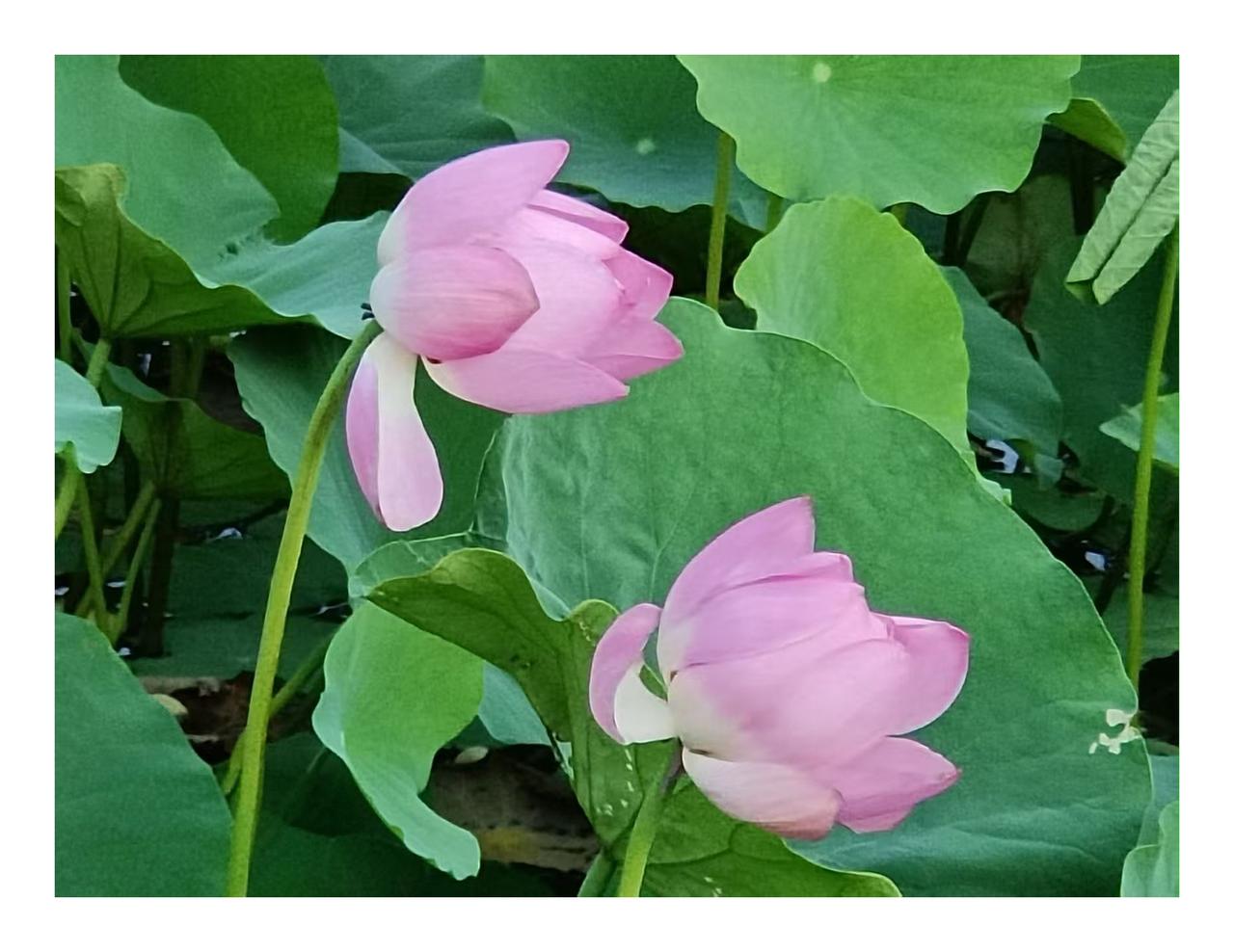 你那不叫弹抖，叫哆嗦

拳馆里小伙儿打掩手肱捶，胳膊抡得跟电扇似的，师父喊停：“