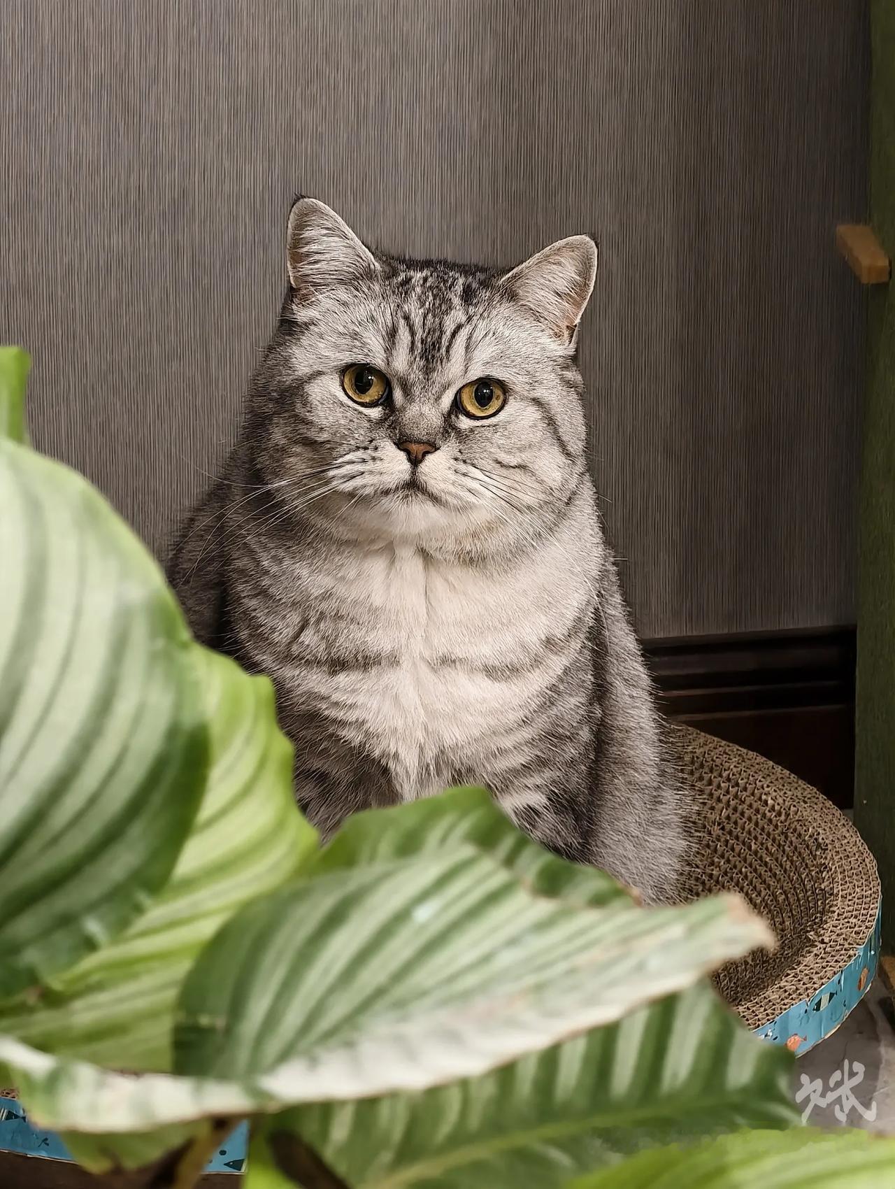 我家有只美国佬，
太坏了，晚上要家暴一下[发怒]