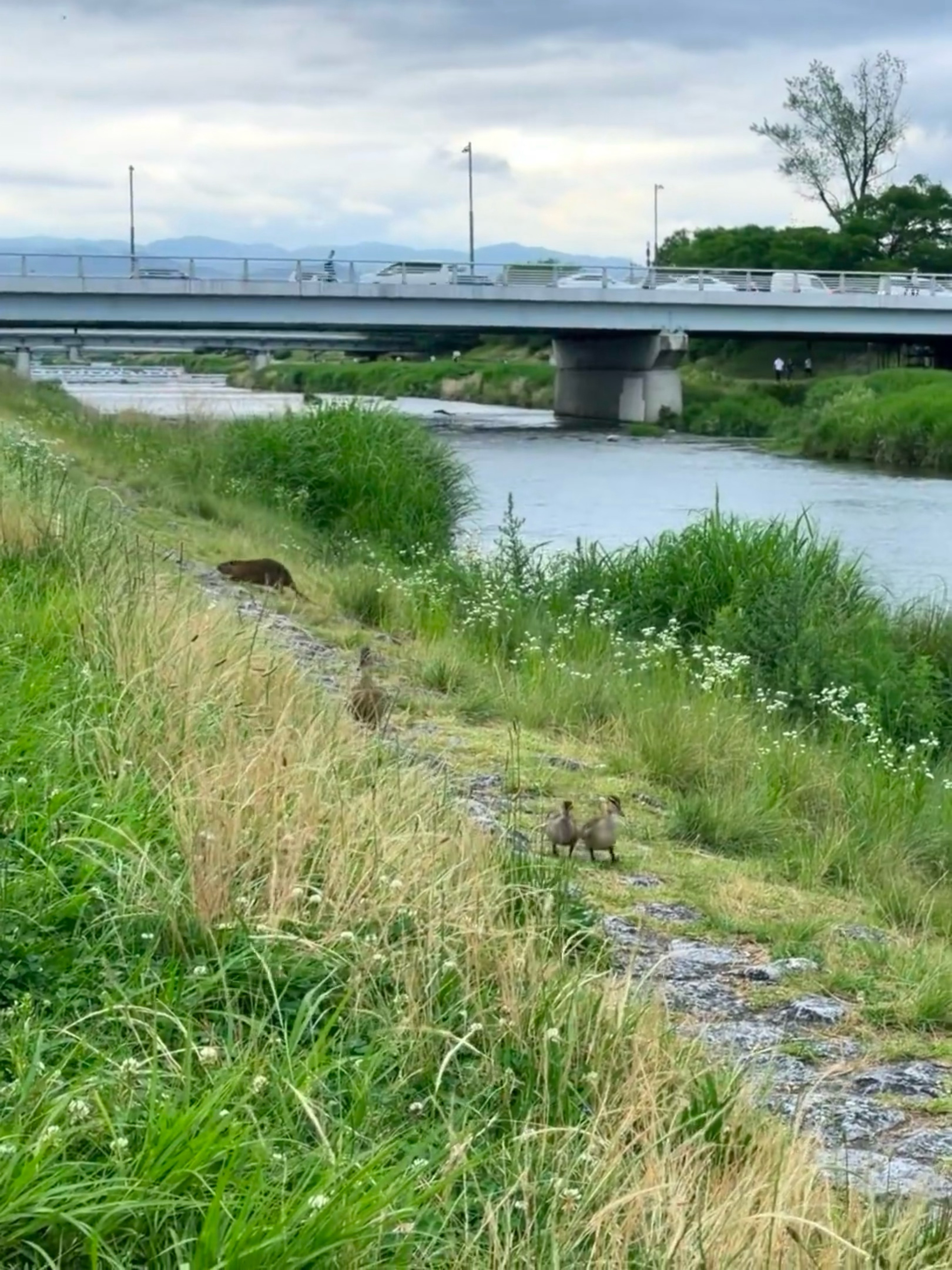 鸭川的生态好好呀🦆海狸鼠和小鸭子直接从身边路过了，一点也不怕人的！ 