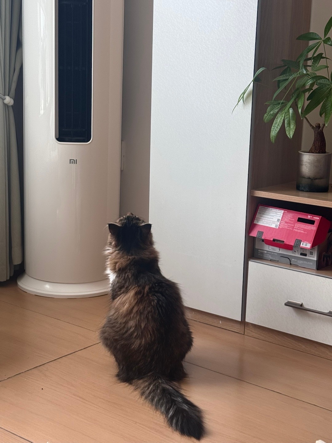 哈哈哈哈吹空调的Муся快看呀这是我的小猫