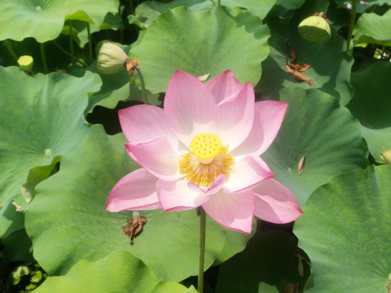 夏日荷塘，荷花盛开，娇艳欲滴，碧波荡漾，宛如一幅多彩的画卷。🌸🌿