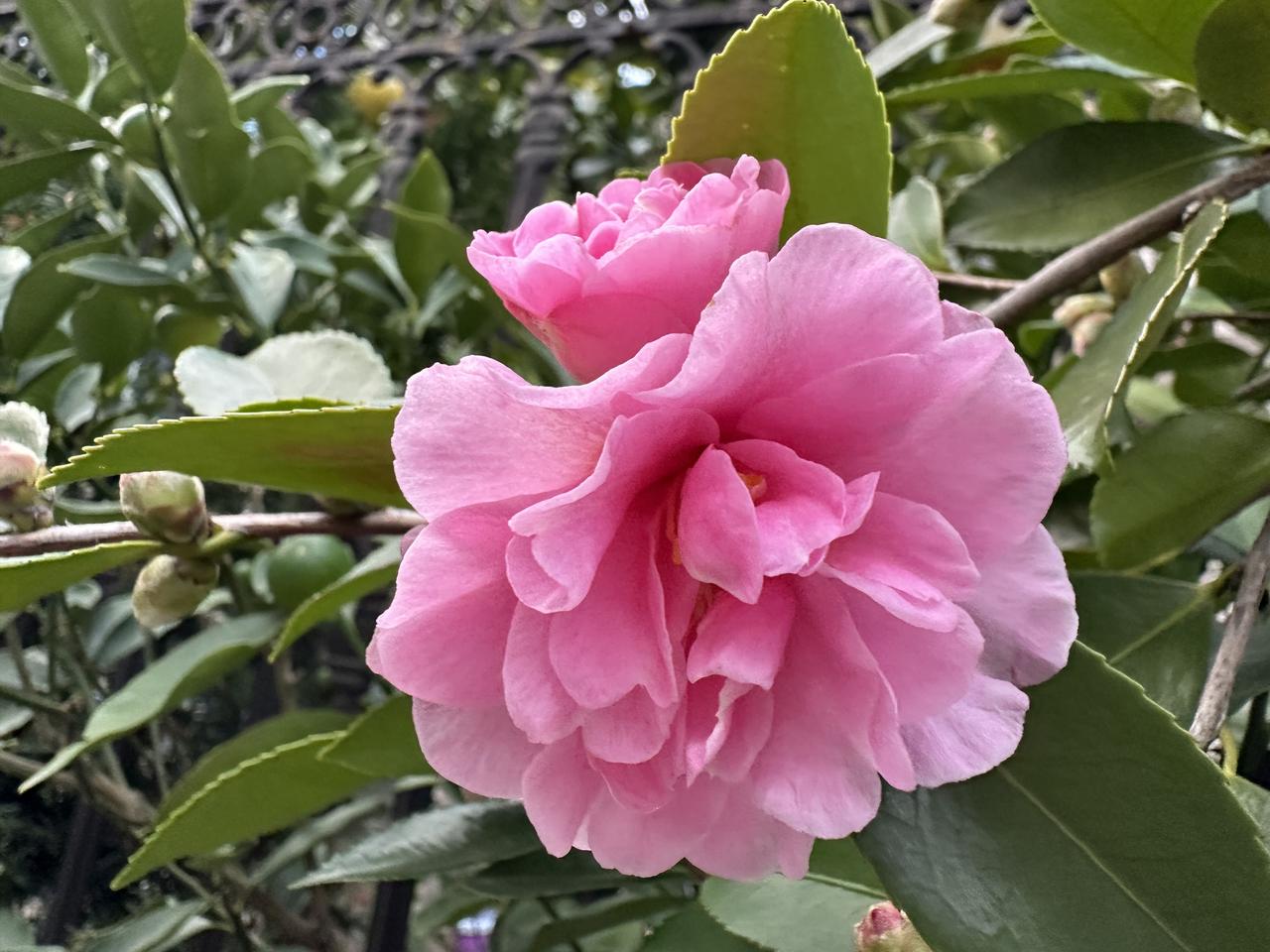 快过年了，你们那边有过年理发的习惯吗？

快过年了，理发店的生意已经红火起来了！