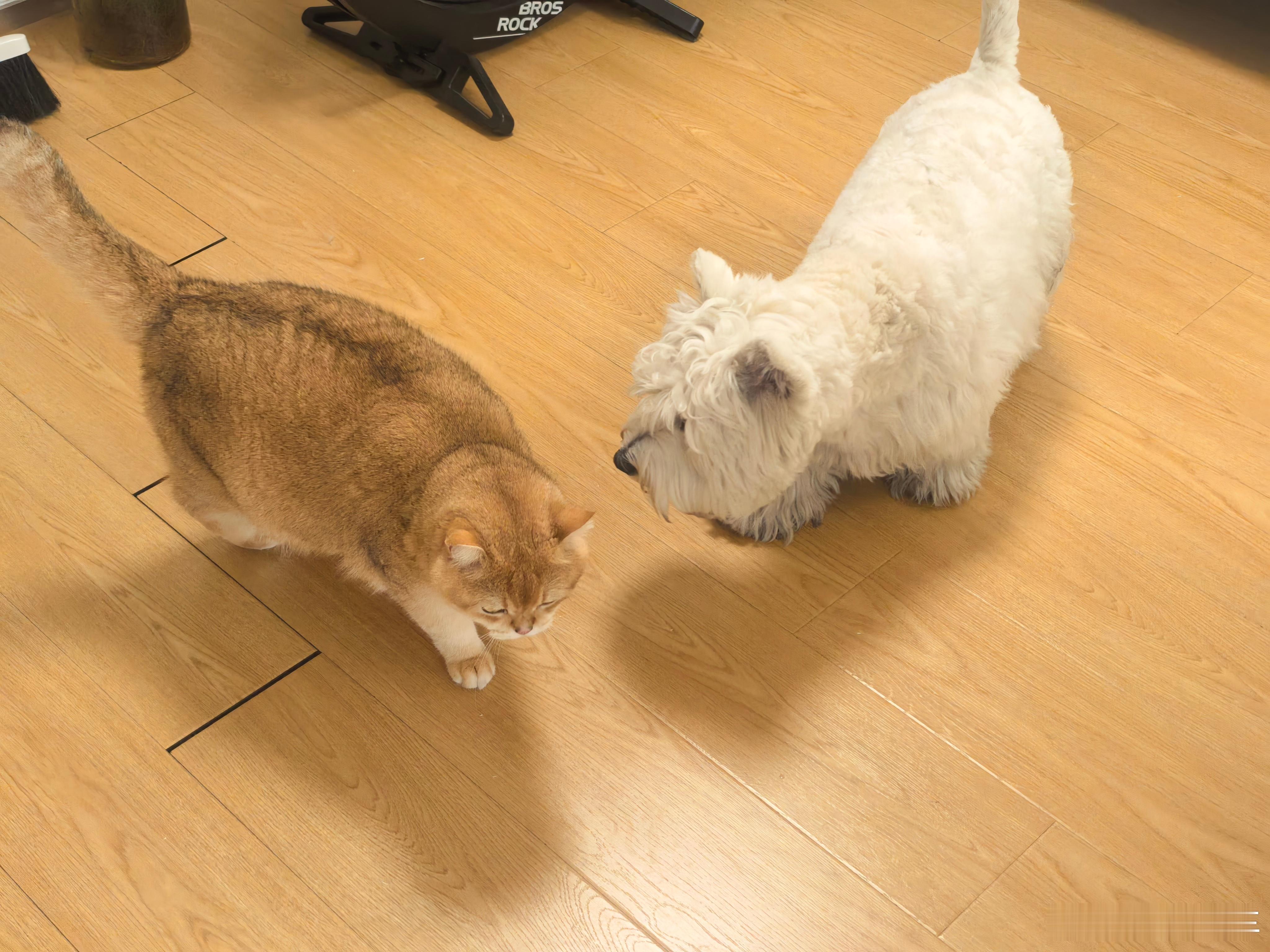 刚回到工作室，两只小家伙好久没见了有财忙着叙旧，来财忙着撒娇这样的小猫你会忍着不