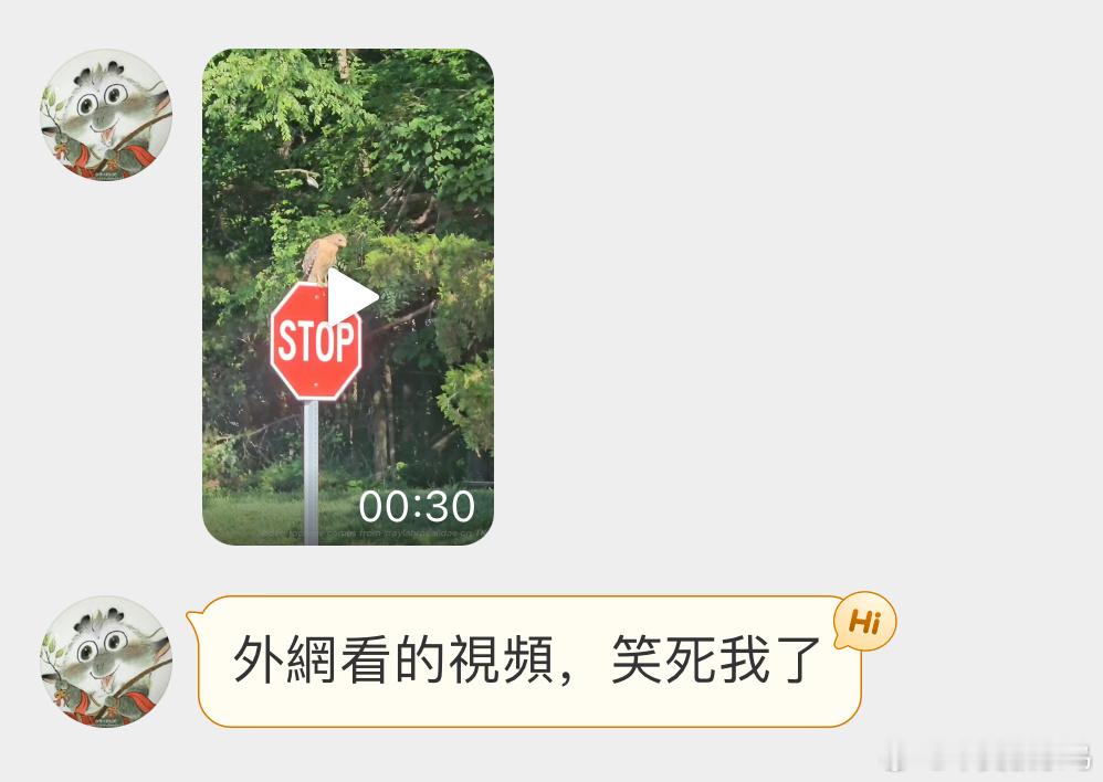 卑微的【赤肩鵟kuáng】还是不够狂啊！ ​​​
