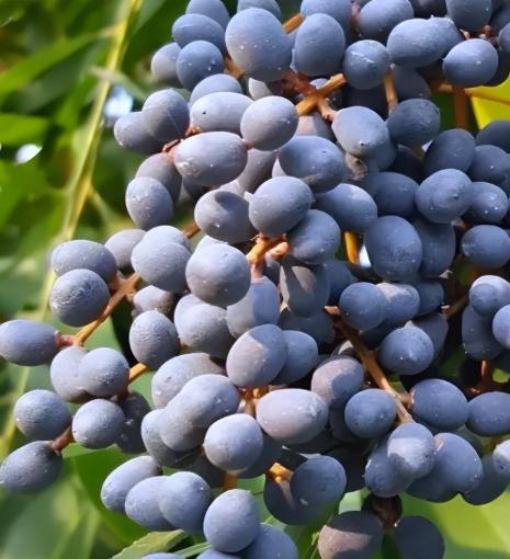 前列腺增生伴随阳痿早泄：一味墨旱莲，20多年临床经验，排尿、硬度、时间都能调！