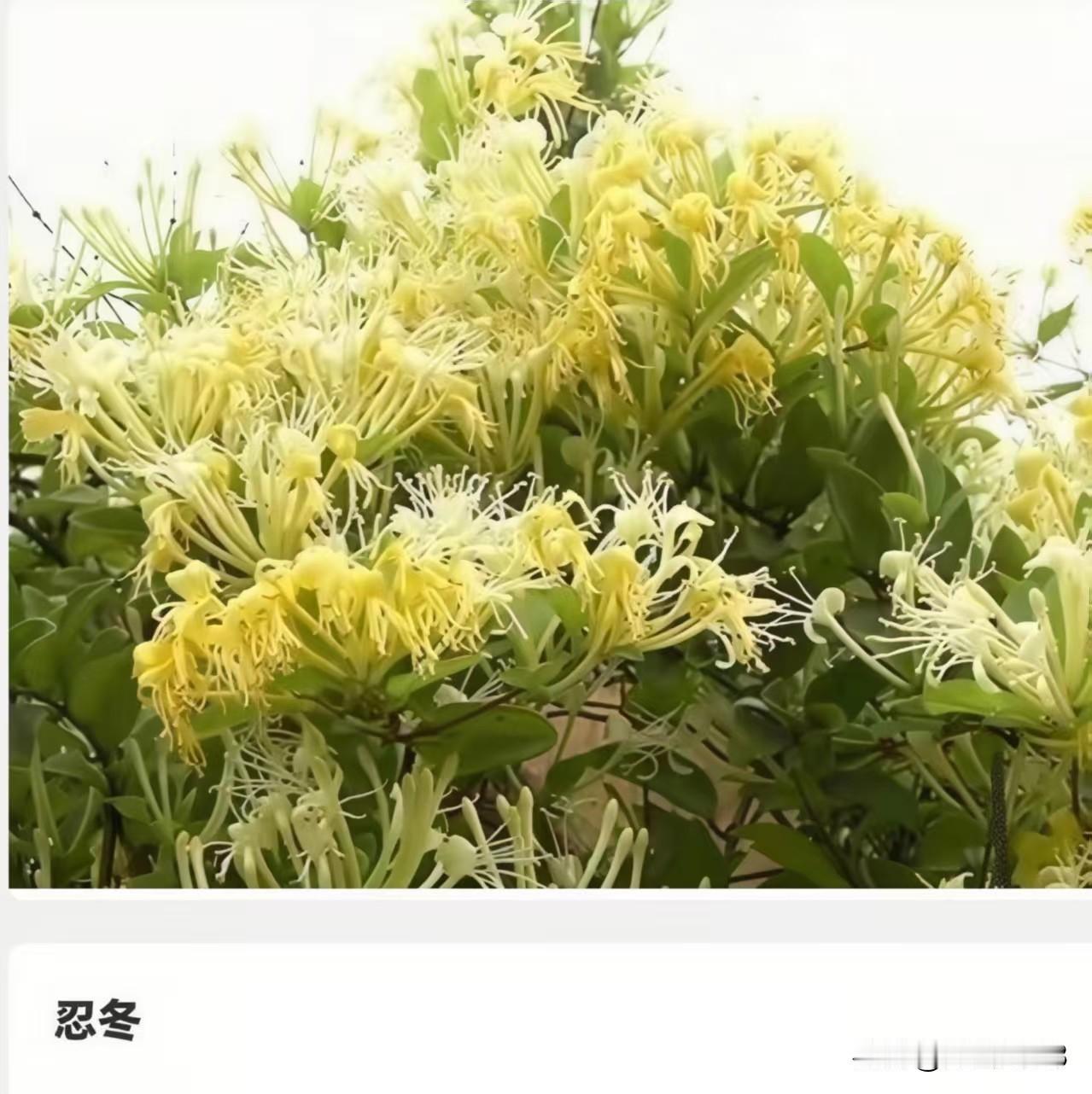 据资料显示，花朵的形状千
奇百怪是植物在长期进化过
程中，为适应环境和繁殖需
求