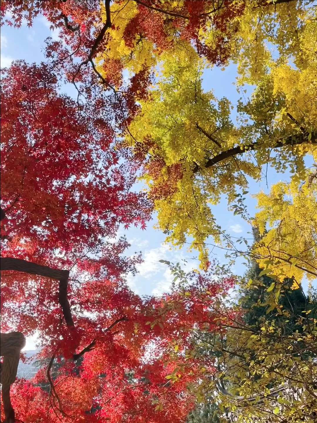 𝟐𝟎𝟐𝟒🍁总要来趟南京赏秋吧❗️（全攻略）
