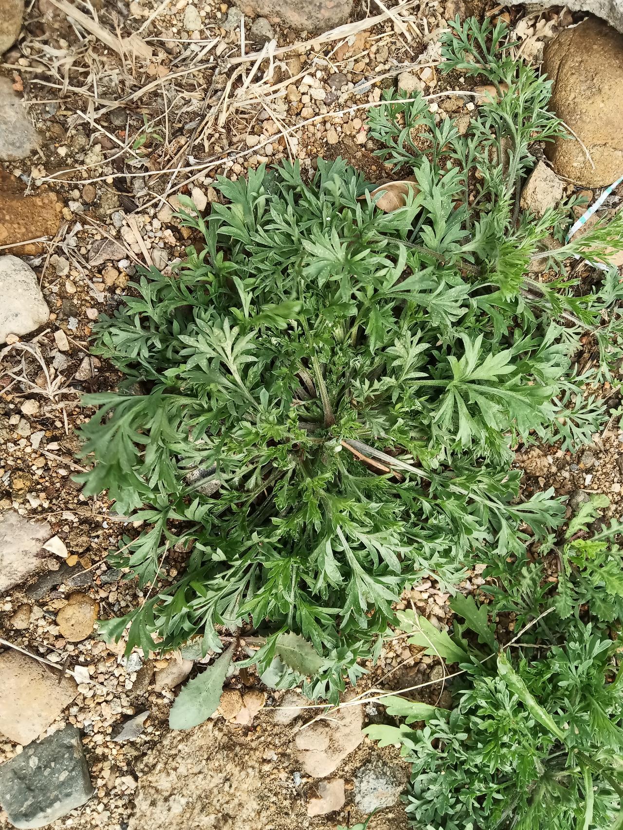 万万没想到城里人挖野菜的火热堪比当年的上山下乡。经历过上山下乡的人或许知道在田地