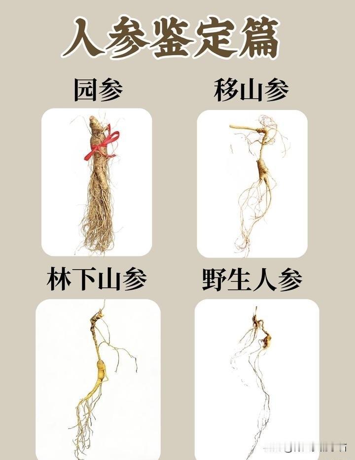 不同人参特征