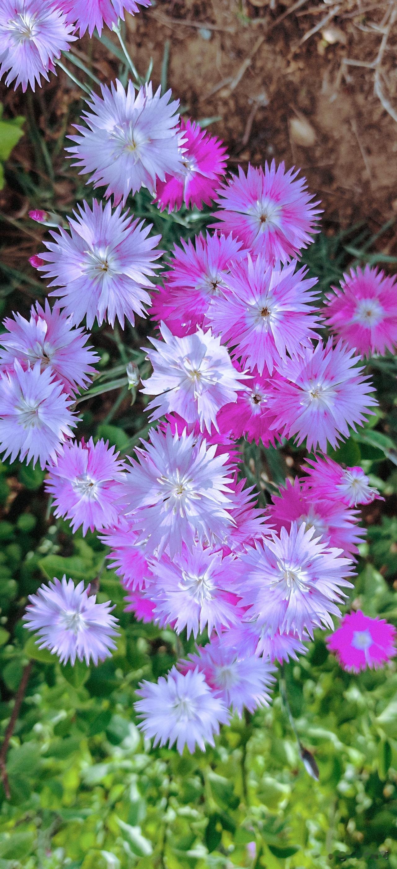 晒图笔记大赛石竹花的美，藏在细碎的花瓣里——层层叠叠，像少女裙摆上的褶皱，边缘还