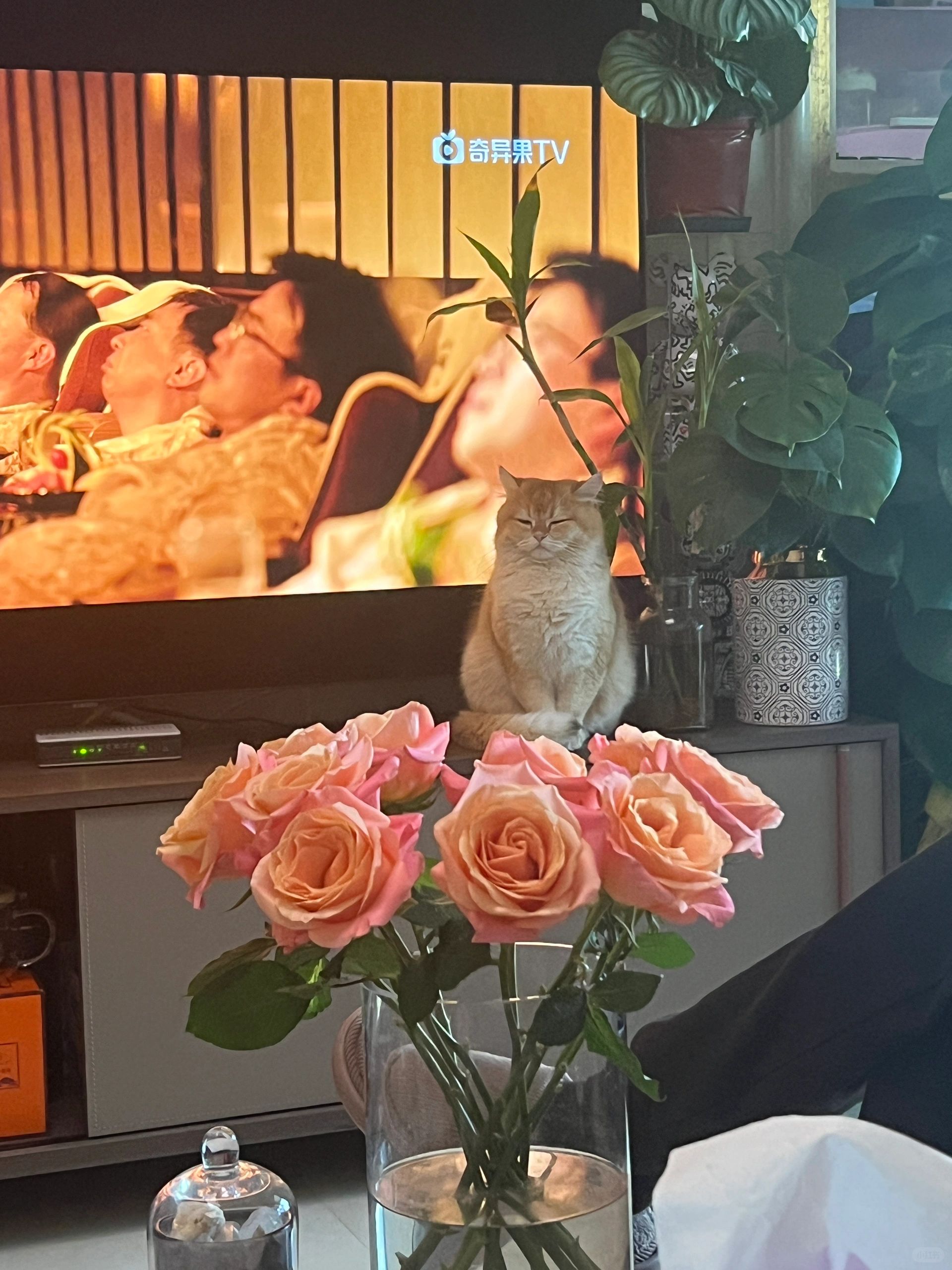 陪我妈追剧有点困，喵～