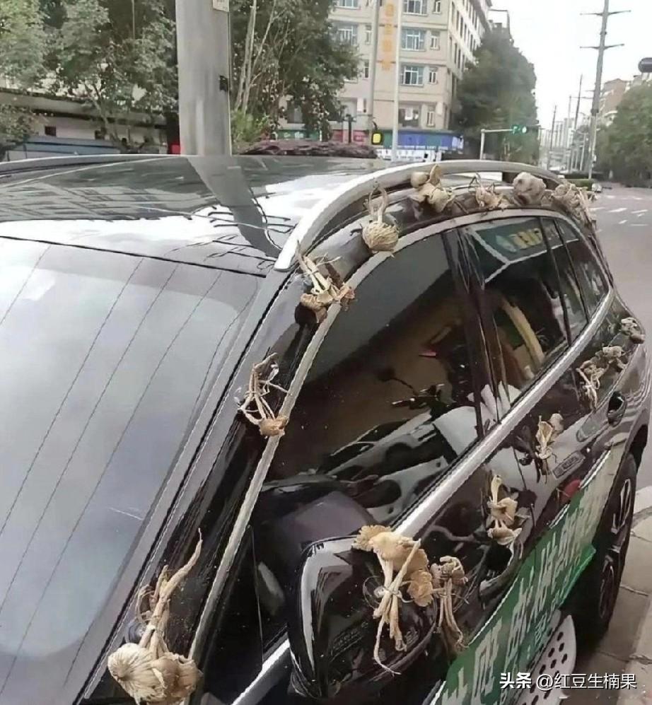 这是什么操作，为什么把菌子捆绑在外车身，难道是有什么讲究吗？
懂的朋友能不能科普