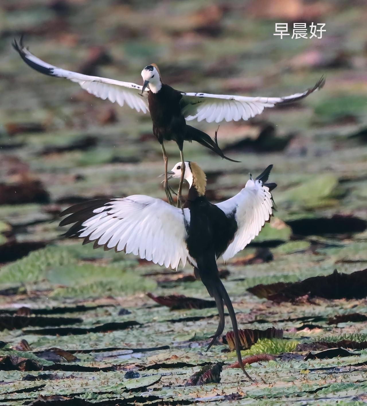 早上互动，活跃