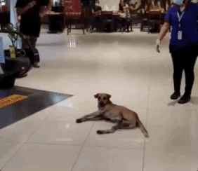 【流浪狗闯入商场被保安拖走，但后续的处理超暖心】前不久，网友Calimpong在