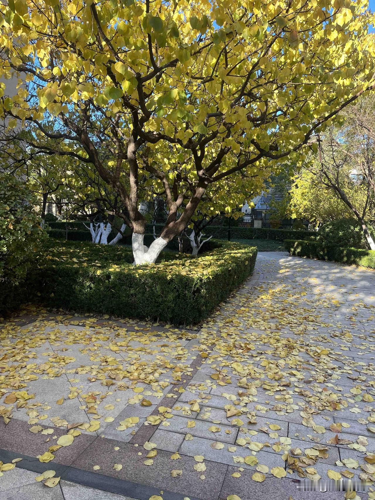 今早直接撞进秋的糖罐里——窗外那棵树把攒了一整个季节的金黄全抖落了，风一吹就簌簌