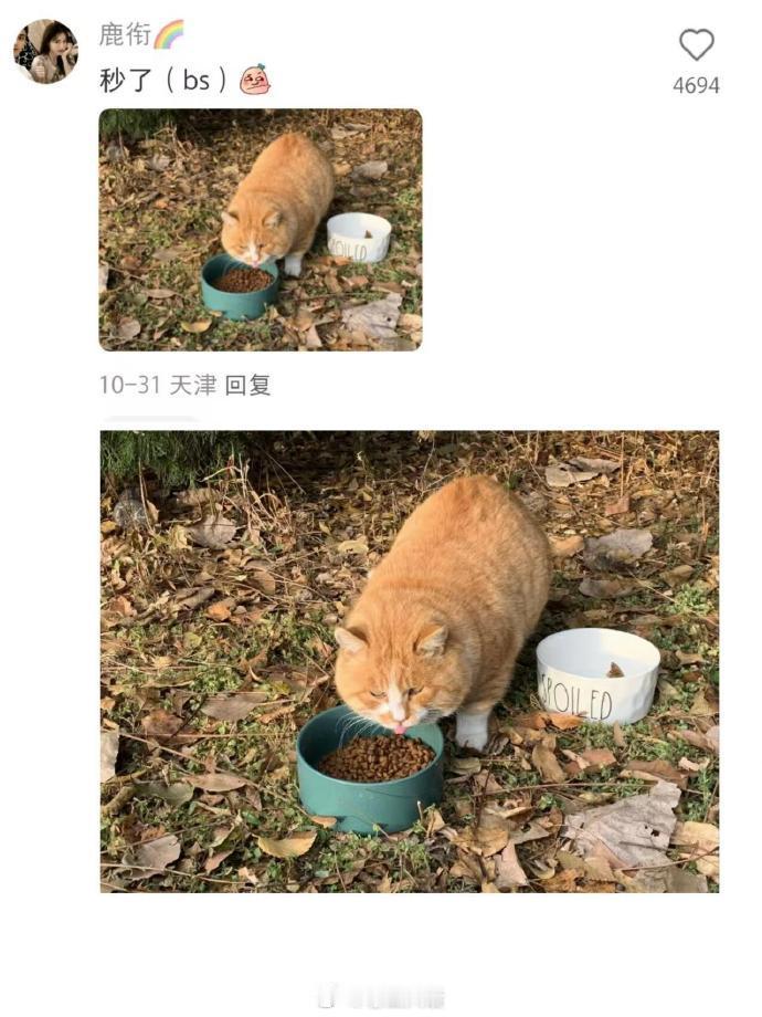 校园里的猫一看就是伙食很好的猫🐱 