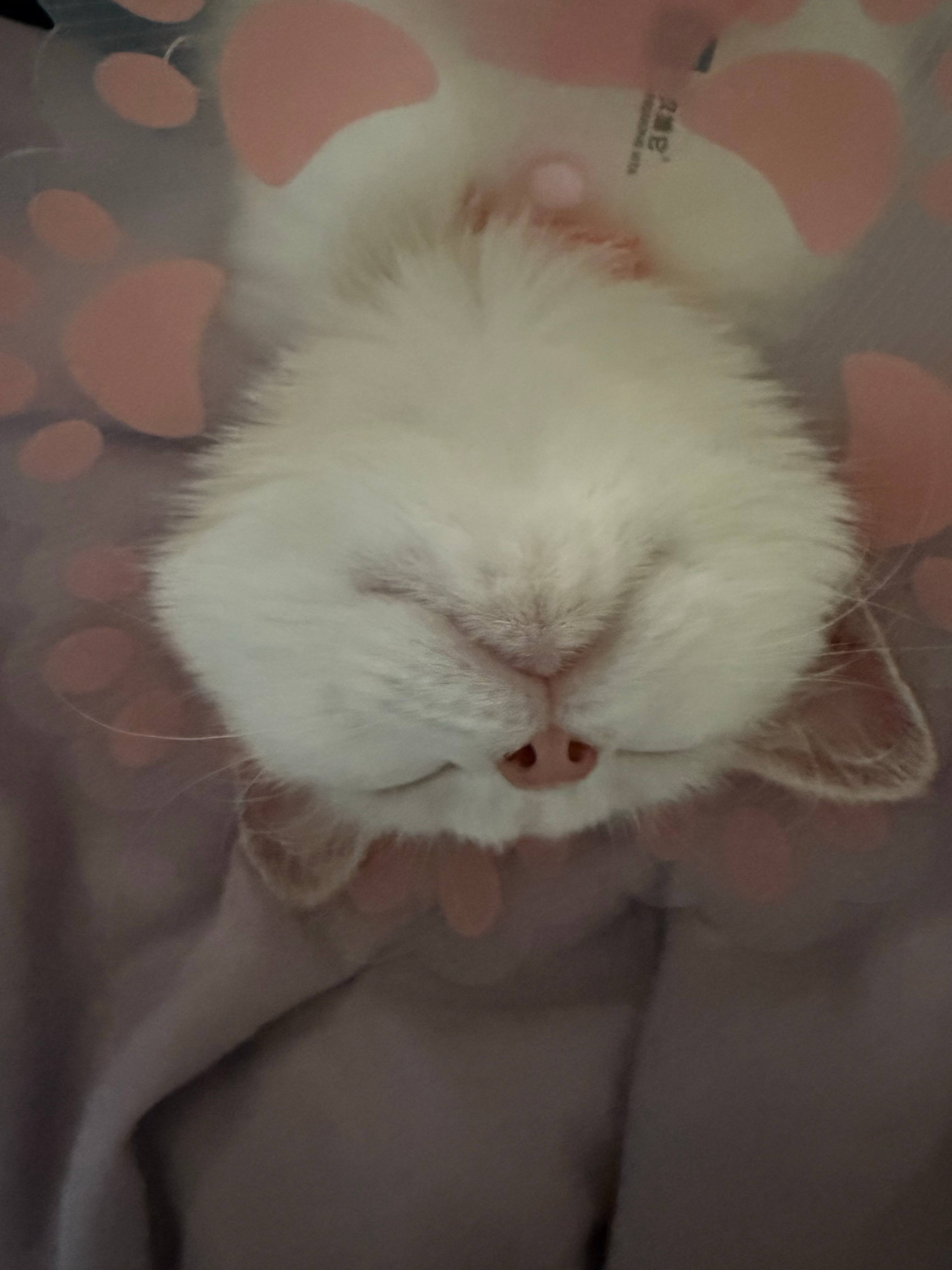 春困夏乏秋打盹💤收拾书包好过年🧧 