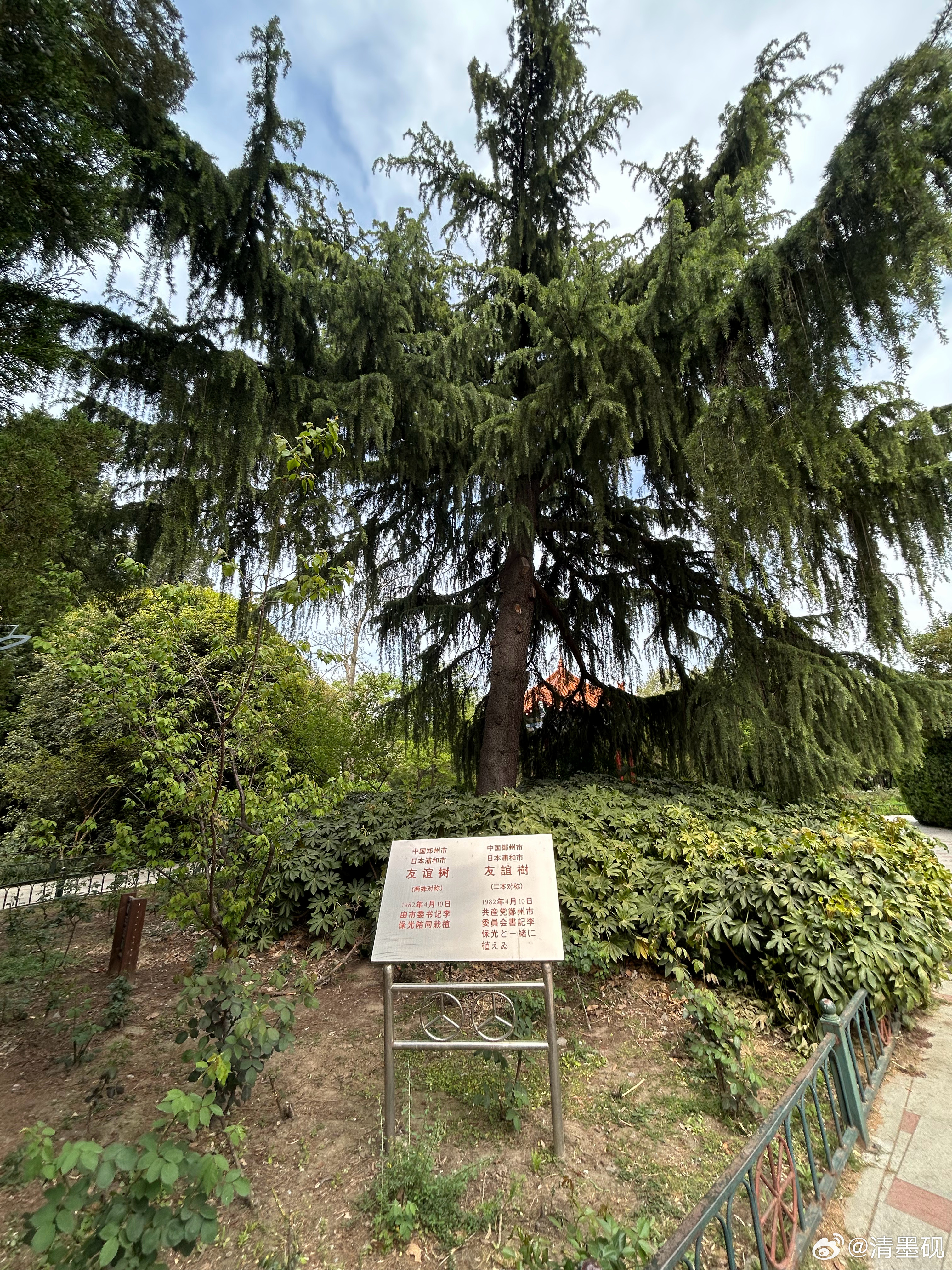 郑州和日本浦和市友谊树🌲！还是1982年！40多年过去了，中日关系逐渐恶化，日