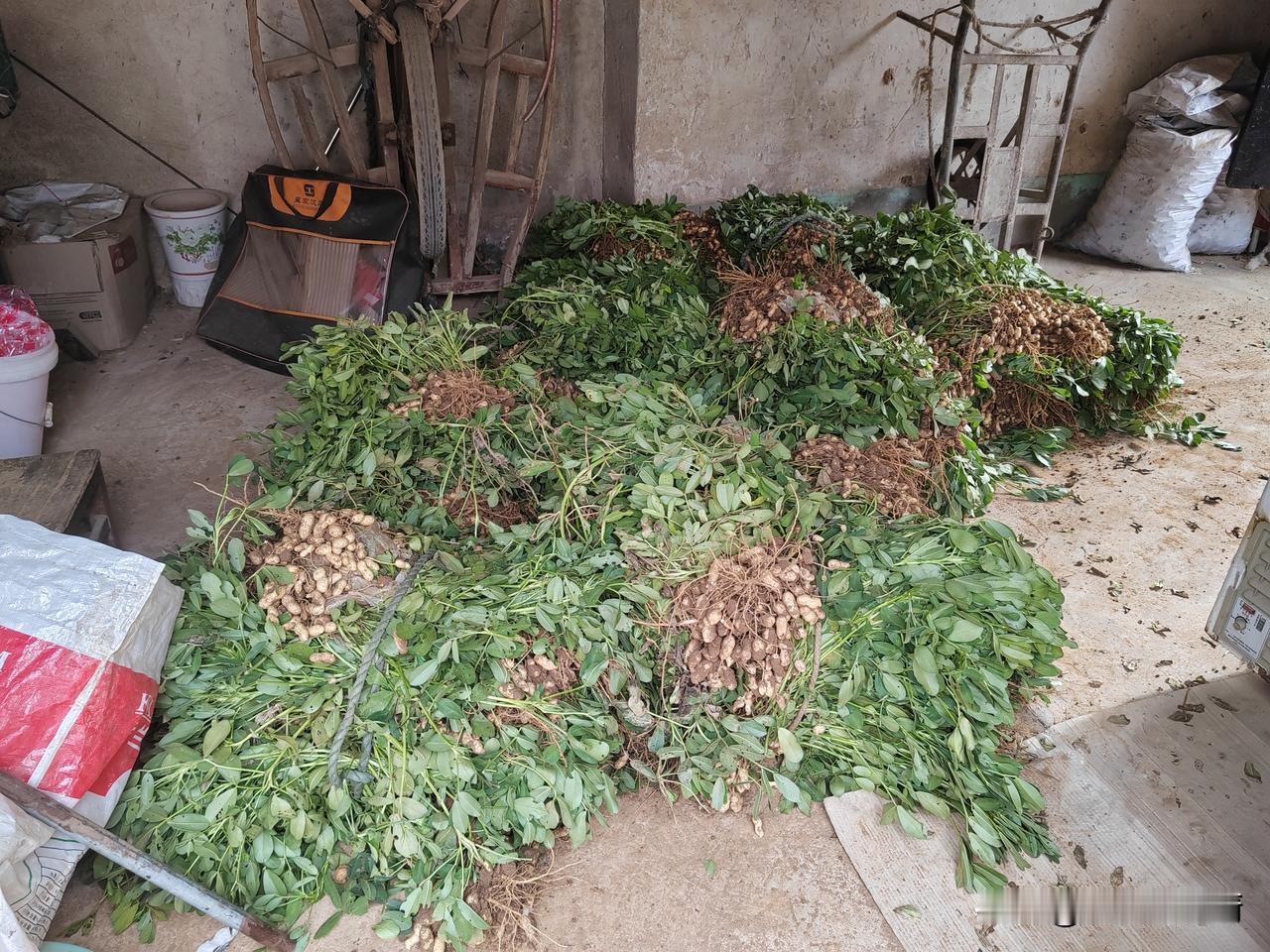 老妈这次住院又打电话告诉了嫂子，这是在我不知道的情况下打的电话，我寻思着，反正我