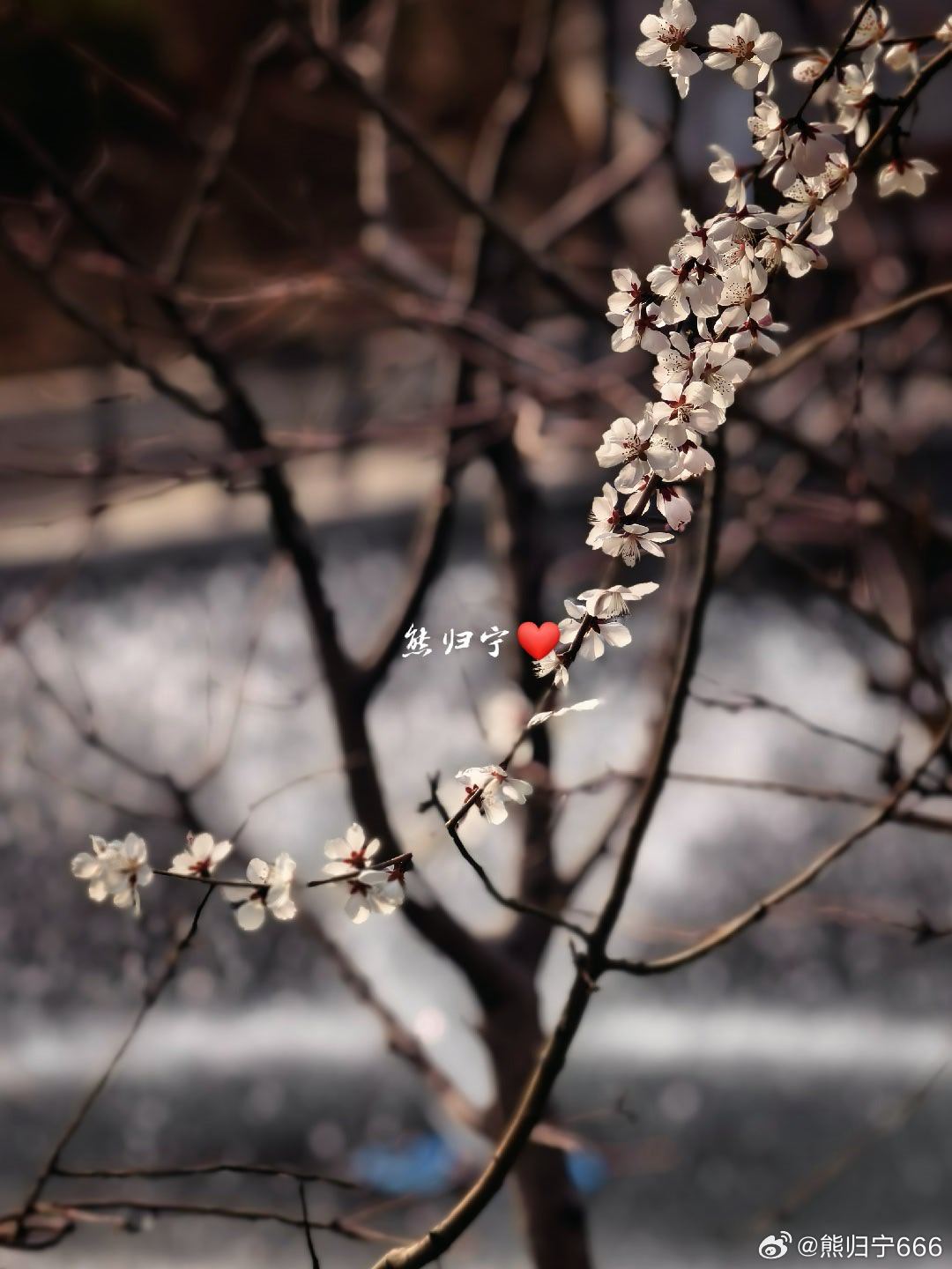 亮马河畔山桃花新生希望在枝桠摄影