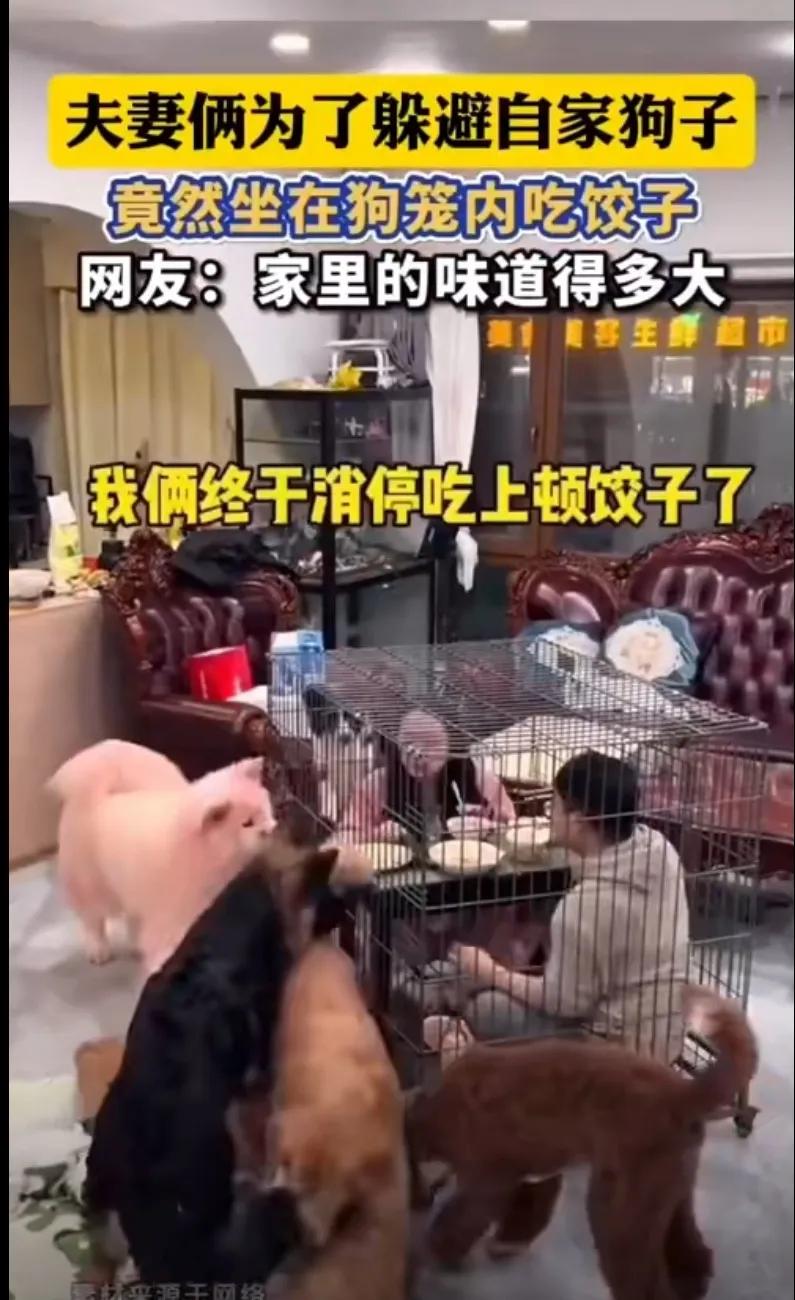 这不是搞颠倒了嘛！女子想在家吃顿饺子，奈何家中狗子太多，最终在网友建议下，和老公