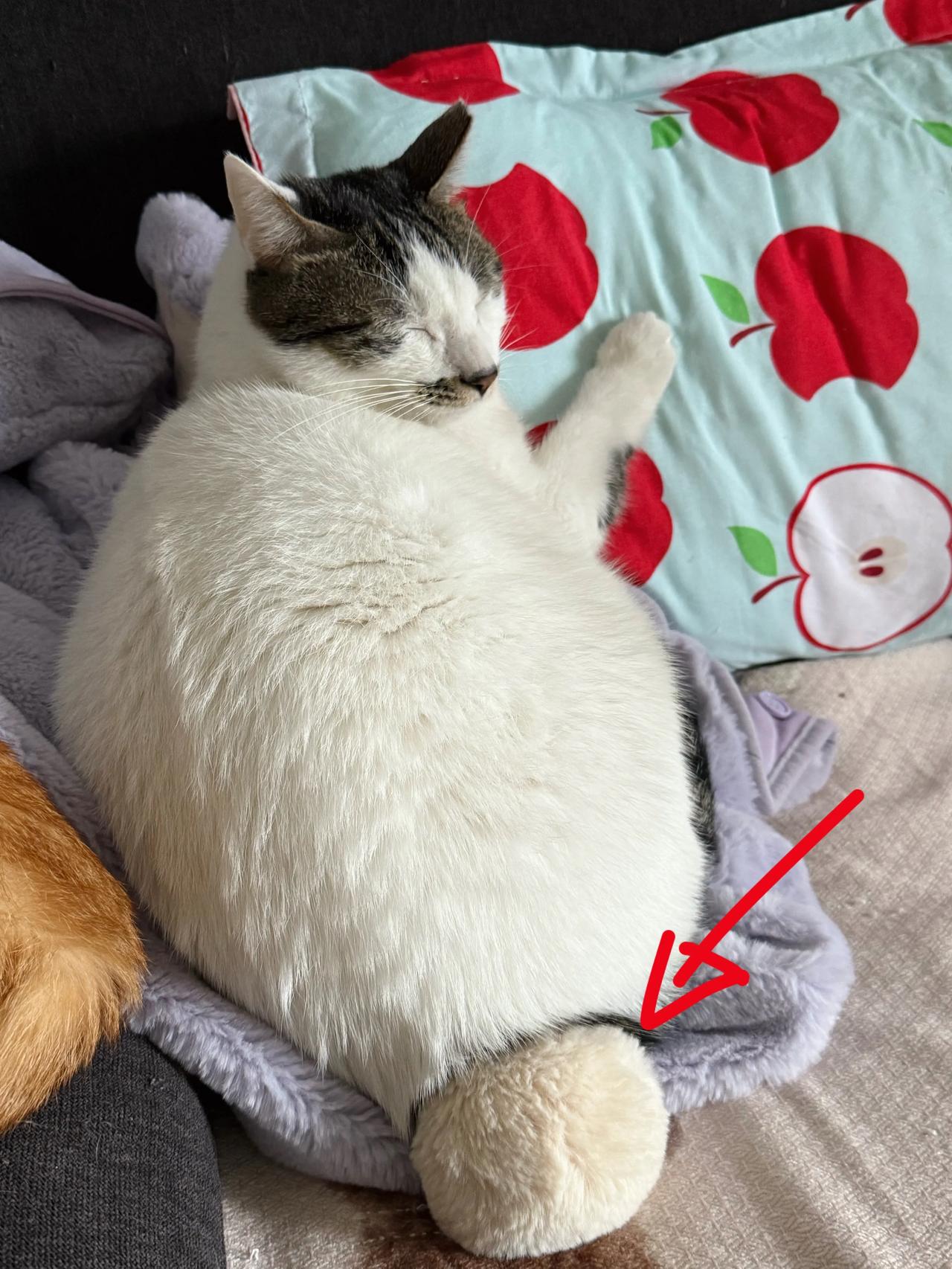妈妈说：喜猫～我必须跟你分享兔子喂喂，好喜欢我的星黛露毯毯哦！很会睡觉觉！跟我们