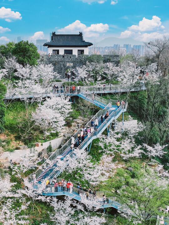 交换春天🌸我在南京樱花季拍到了天上宫阙